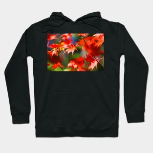 Maple tree red autumn leafs Hoodie